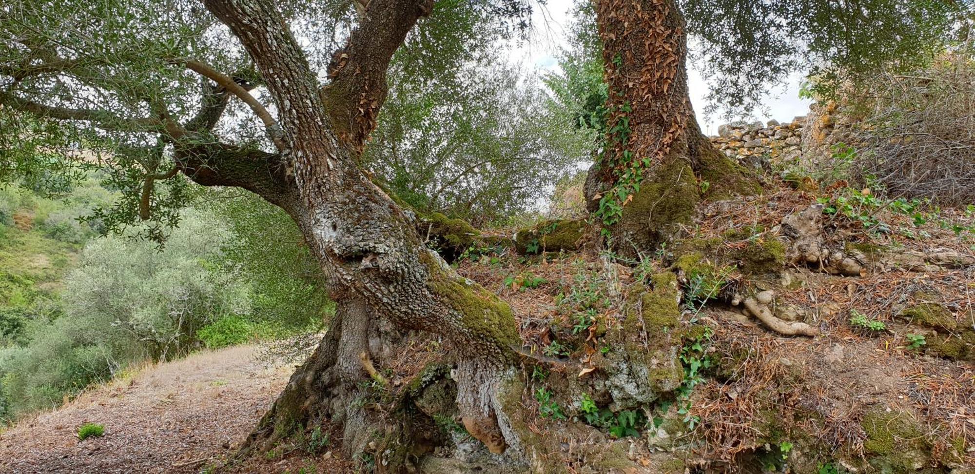 Casa Das Janelinhas - Cottage Near Sintra, Mafra, Ericeira المظهر الخارجي الصورة